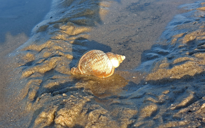 Een avond met ’s-Gravenzandse Talenten